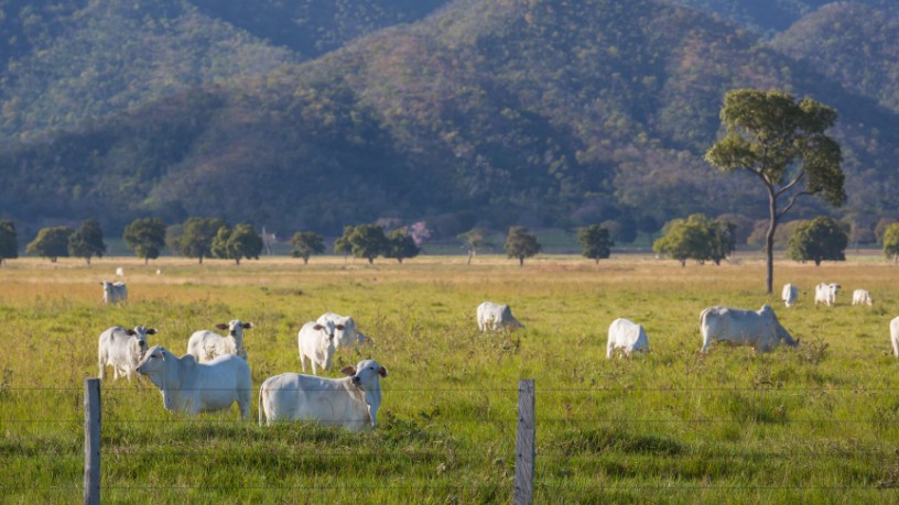 Do saber à colheita: Fábio José Gentil Pereira Rosa mostra como a inovação e o conhecimento impulsionam o futuro da agricultura no Maranhão.