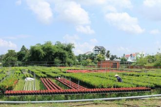 Parajara Moraes Alves Junior